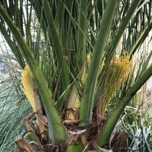 Phoenix canariensis