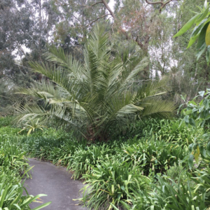 Jubaea chilensis