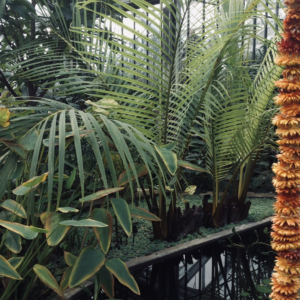 Nypa fruticans