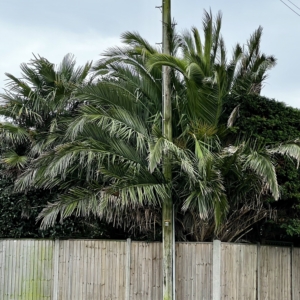 Phoenix canariensis