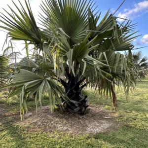 Borassus