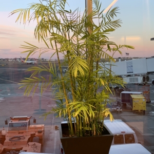 Boston airport palm
