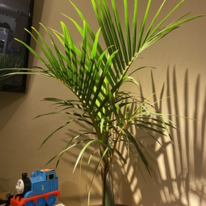 Hyophorbe verschaffeltii