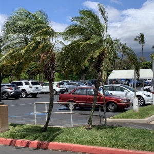 Maui shopping center Pygmy date palms