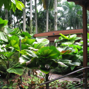 Licuala Grandis @ Singapore Botanical Garden