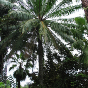 Elaeis guineensis at Singapore Botanical Garden