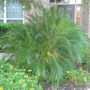 Houston Pygmy Date Palm