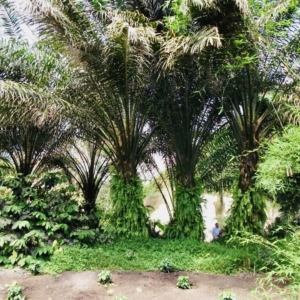 Elaeis guineensis
