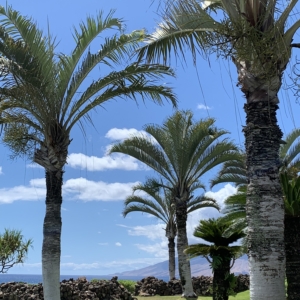 Triangle palms in Maui
