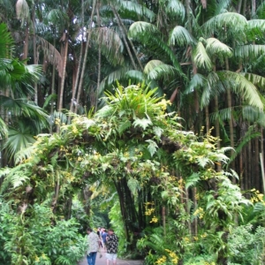 Oncosperma tigillarium @Singapore Botanical Gardenes