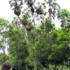 Hyphaene compressa @ Singapore Botanical Gardens