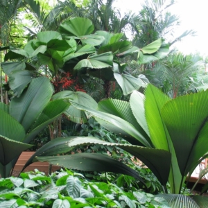 Joey Palms in front @ Singapore Botanical Gardens