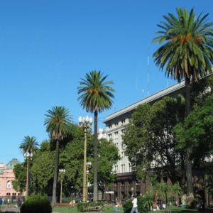 Phoenix canariensis in Buenos Aires