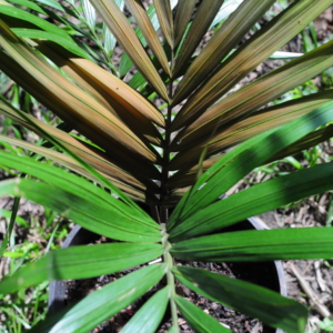 Kentiopsis pyriformis