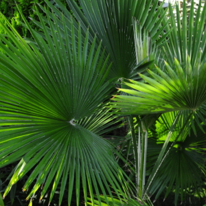 Trachycarpus martianus "Khasia Hills"