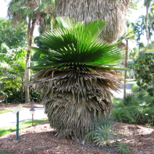 Copernicia macroglossa from FTBG 2023