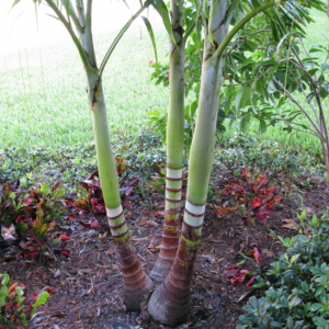 Adonidia merrillii Palm Beach Gardens, FL 2008