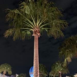 L. decora at night