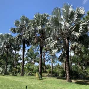 Backyard Bismarks