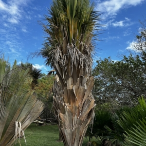 Copernicia x vespertilionum