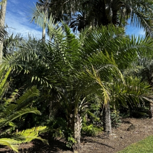 S cornata