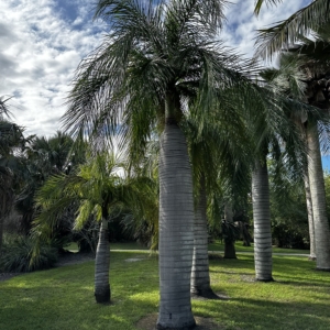 P vinifera