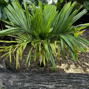 Dwarf Betel Nut