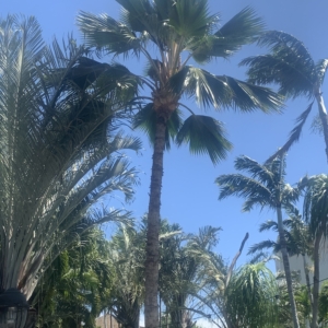 South Maui Gardens