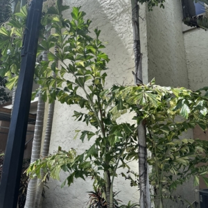 Varigated Fishtail Palm