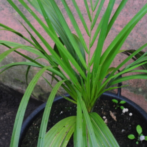 Syagrus cardenasii