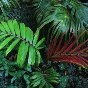 Chambeyronia hookeri