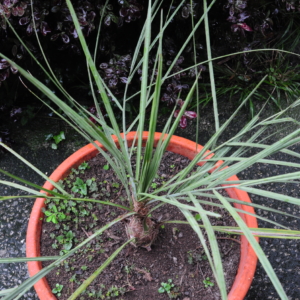 Butia matogrossensis