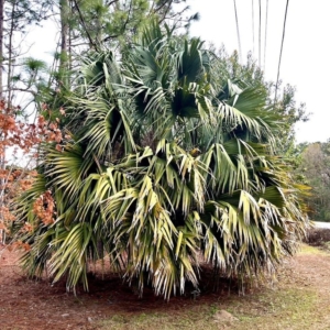 Sabal domingensis  (Valdosta, GA)