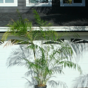 Chamaedorea hooperiana