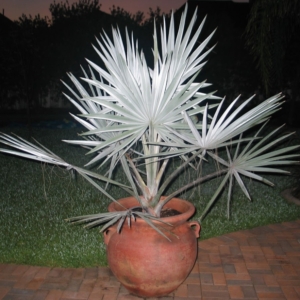 Juvenile Bismarck palm in Tomball