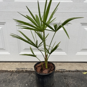 One Gallon Trachycarpus Fortunei