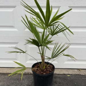 Three Gallon Trachycarpus Fortunei