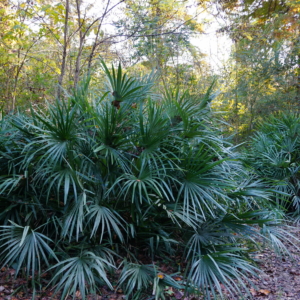 Needle Palm