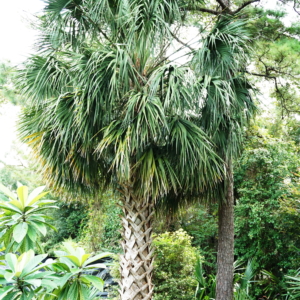 Sabal Palmetto