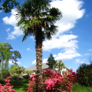 Windmill Palm