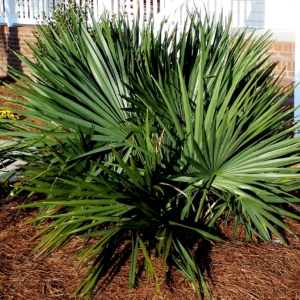 Sabal Minor