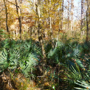 Sabal Minor Pamlico Co. NC