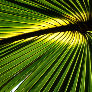 Sabal Palmetto Leaf