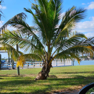 Coconut Palm Sabine Peter