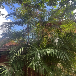 Pinanga cochinchinensis