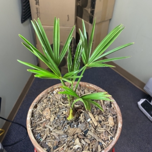 Trachycarpus fortunei sp. wagnerianus