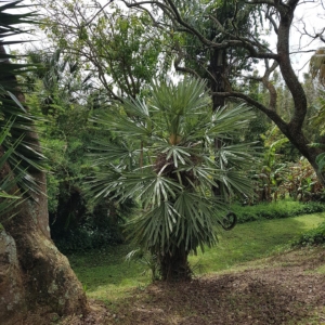 Landsendt Trithrinax campetris