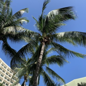 Cocos nucifera