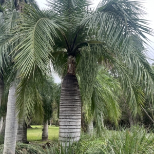Specimen buccaneer palm at Fairchild Gardens
