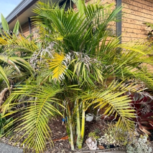 Chrysalidocarpus arenarum